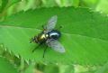 Chrysosomopsis aurata